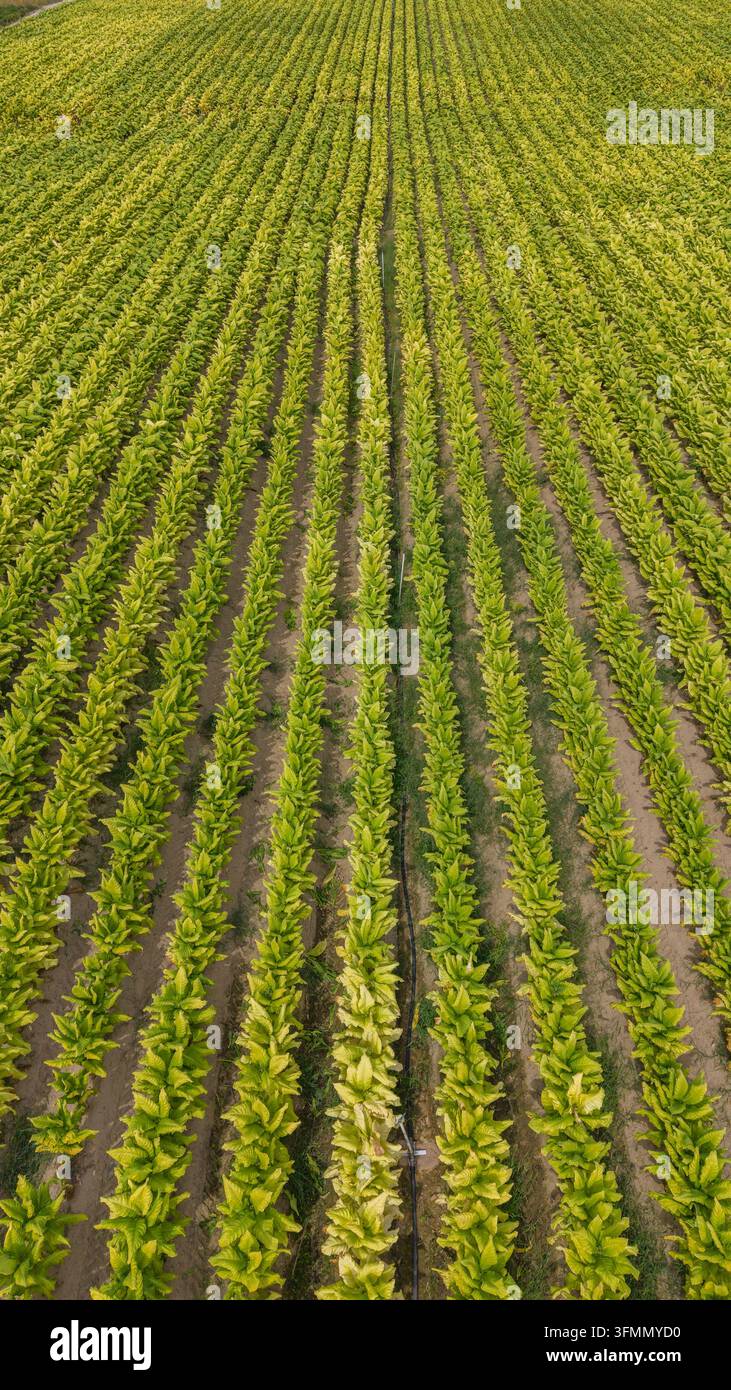 Aerial view of lush green tobacco plants growing in perfectly aligned ...