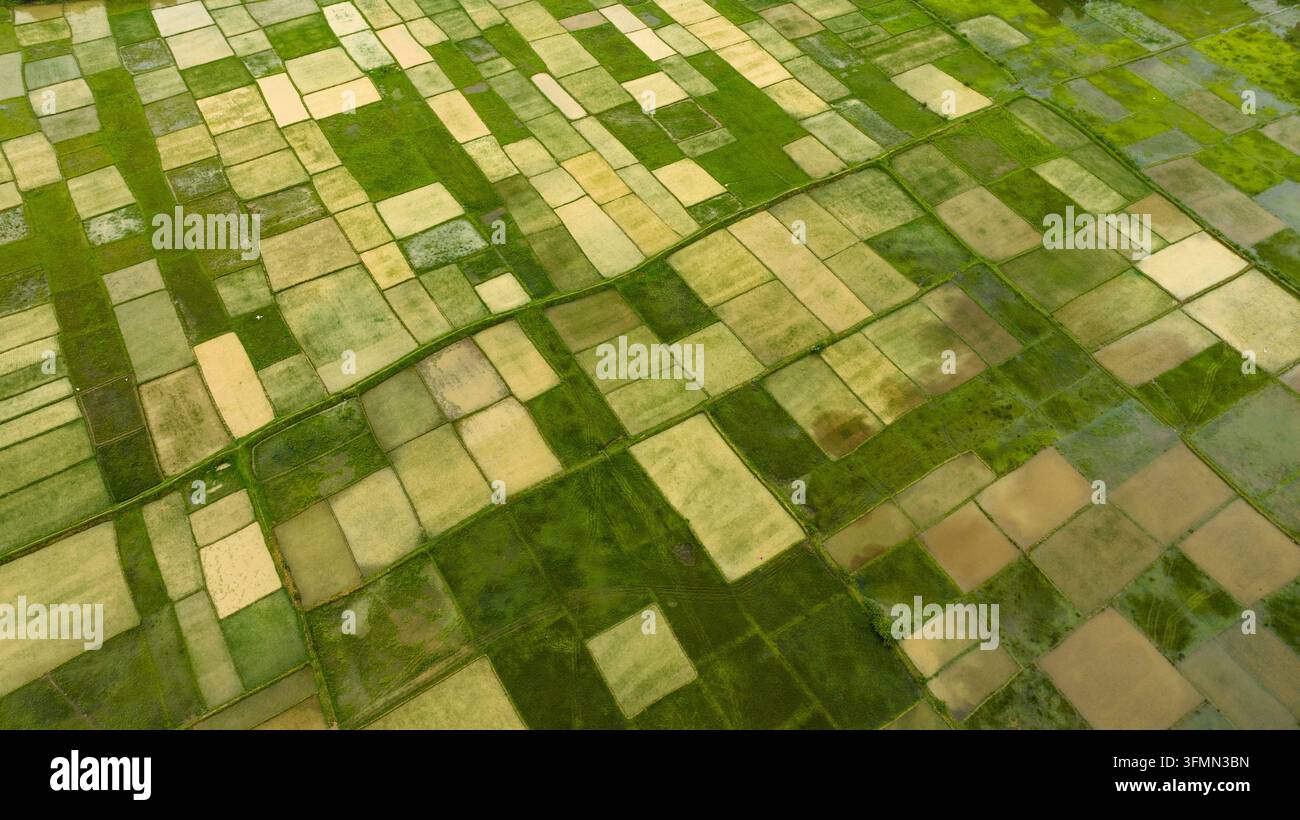 Aerial view of lush green and golden paddy fields arranged in a ...