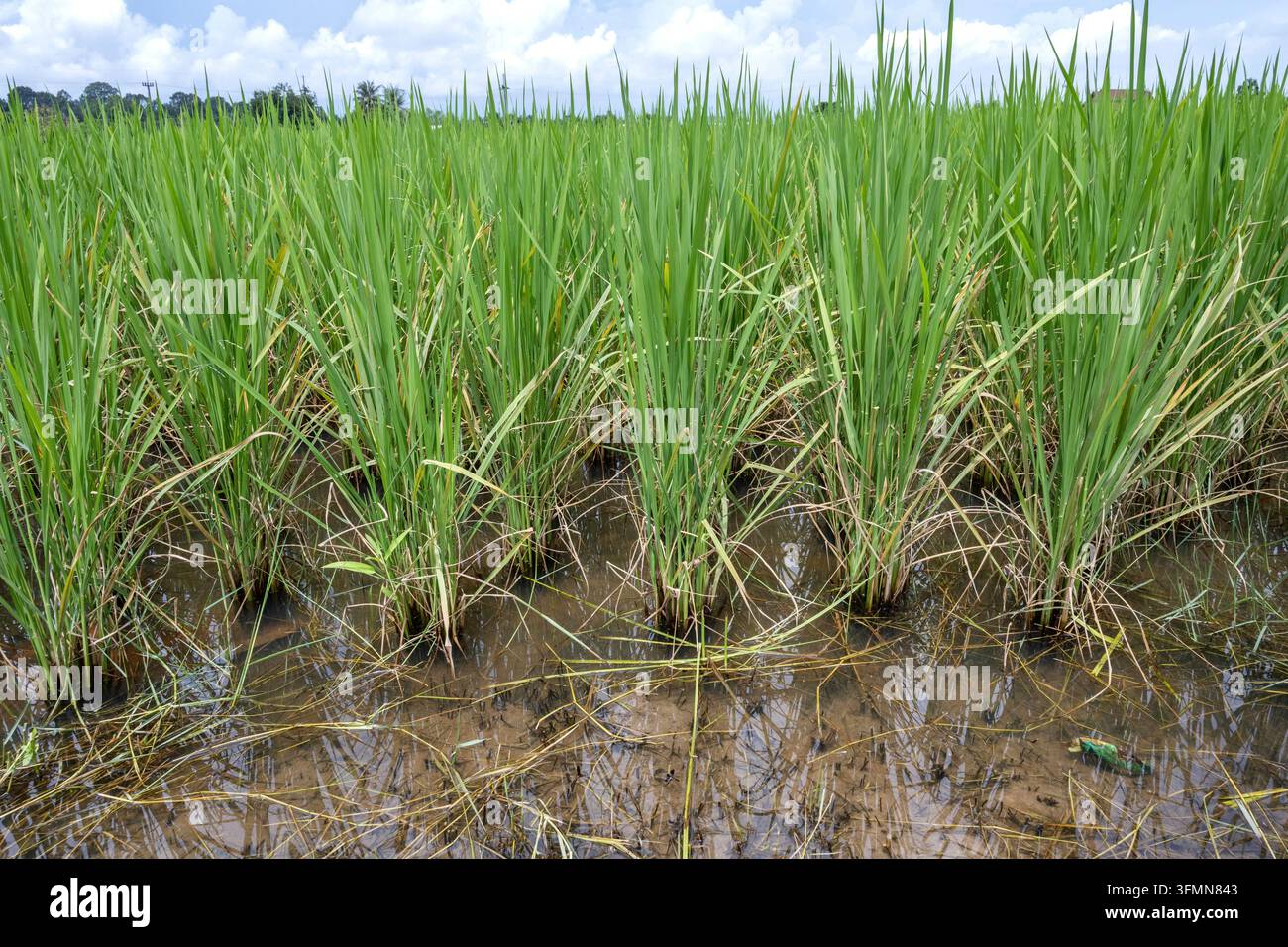 Thailand flood 2026 hi-res stock photography and images - Alamy