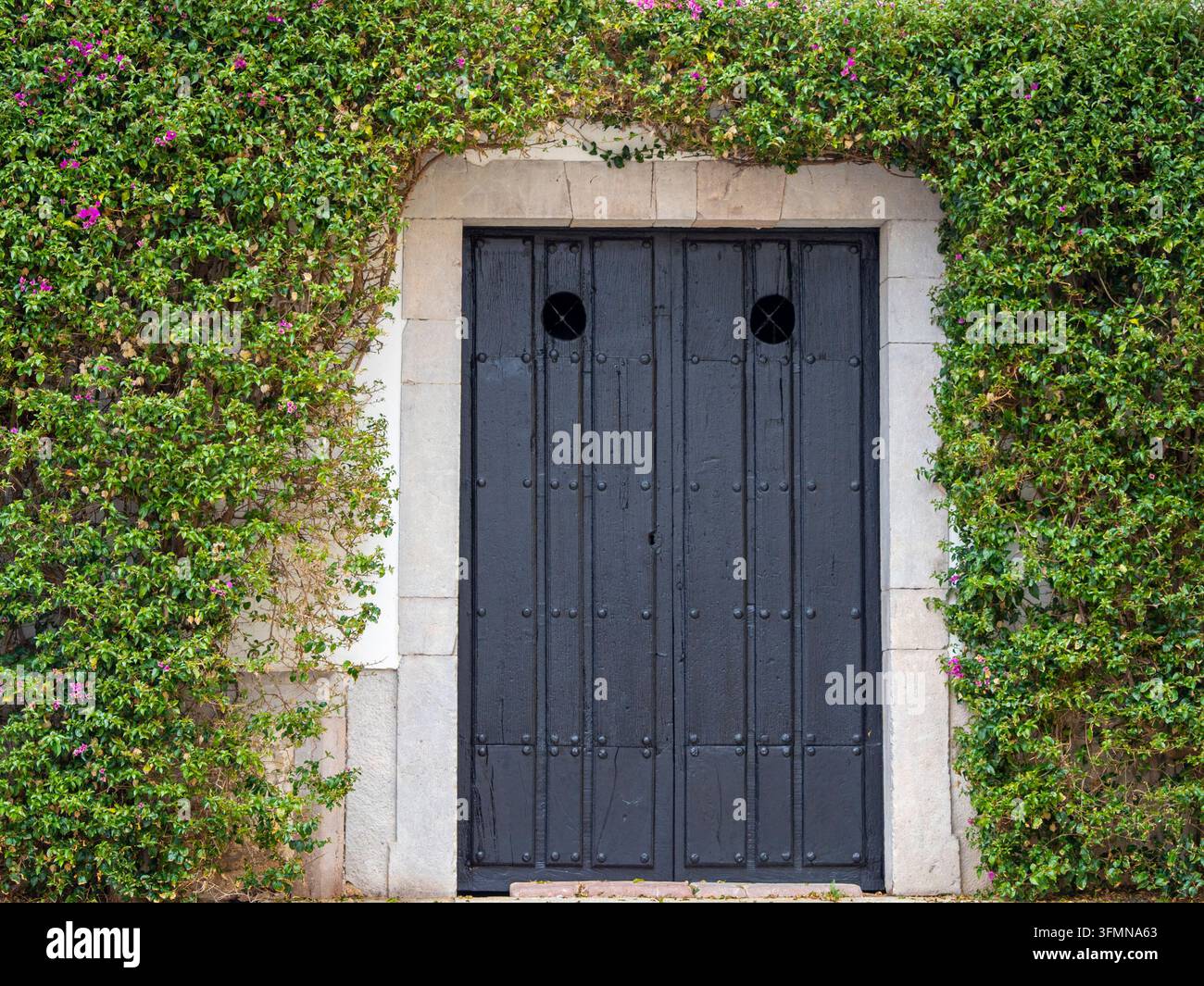 Ancient black wooden door framed by lush green climbing vines and pink bougainvillea on a stone wall facade. Stock Photo