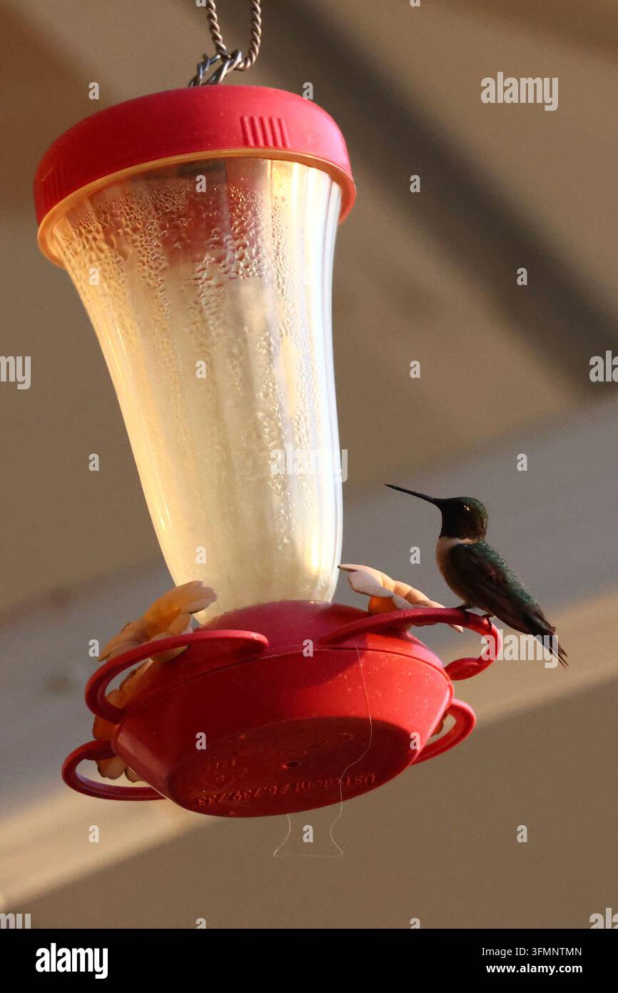 Terlingua, Texas, USA. 16th September, 2026. Ruby-throated hummingbird ...