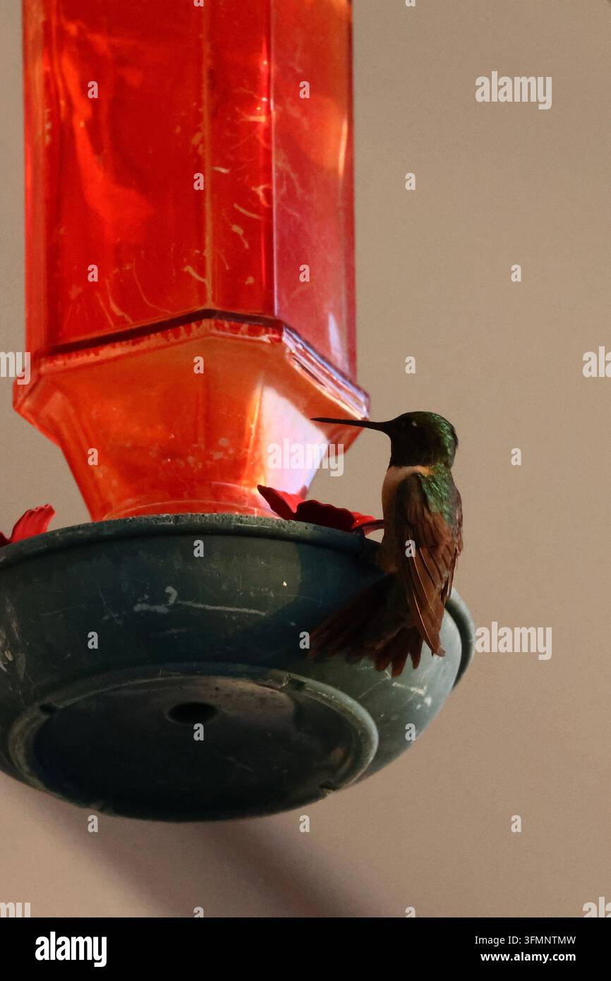 Terlingua, Texas, USA. 16th September, 2026. Ruby-throated hummingbird ...