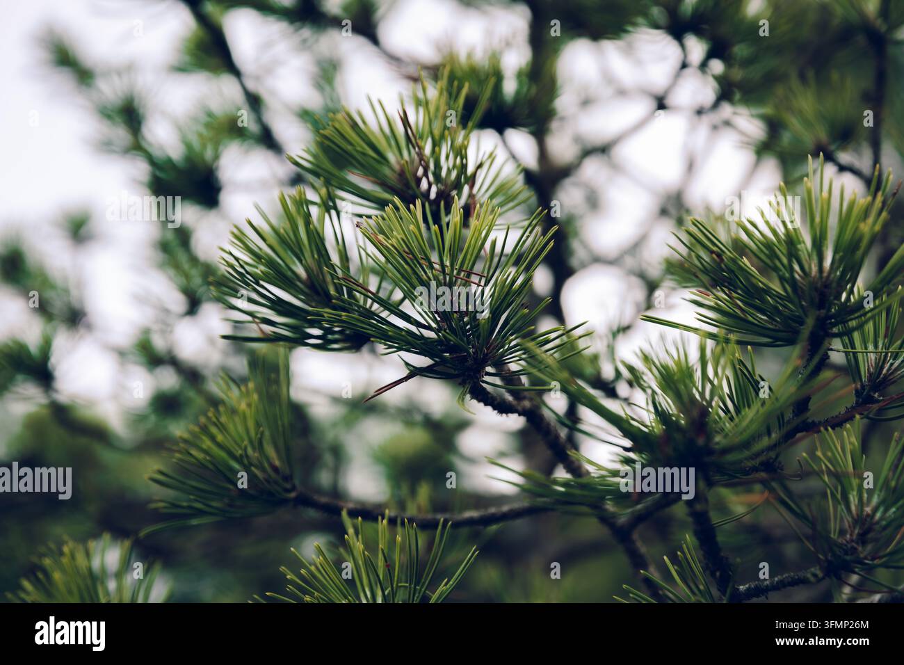 Detailed close-up of a pine branch covered with fresh green needles ...