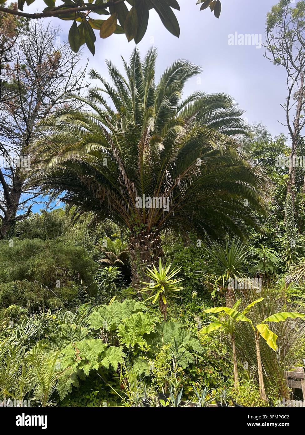 Large palm tree surrounded by lush exotic foliage at Hardy Exotic plant nursery in Whitecross near Penzance, Cornwall, England - Smartphone Captured Stock Image