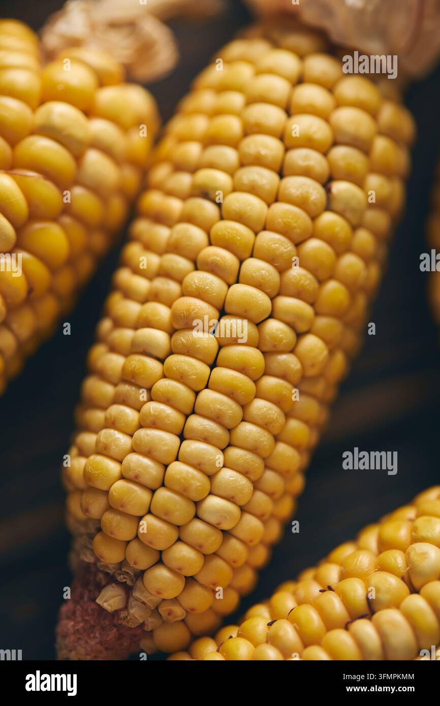 Detailed close-up of ripe golden corn cobs with plump yellow kernels ...