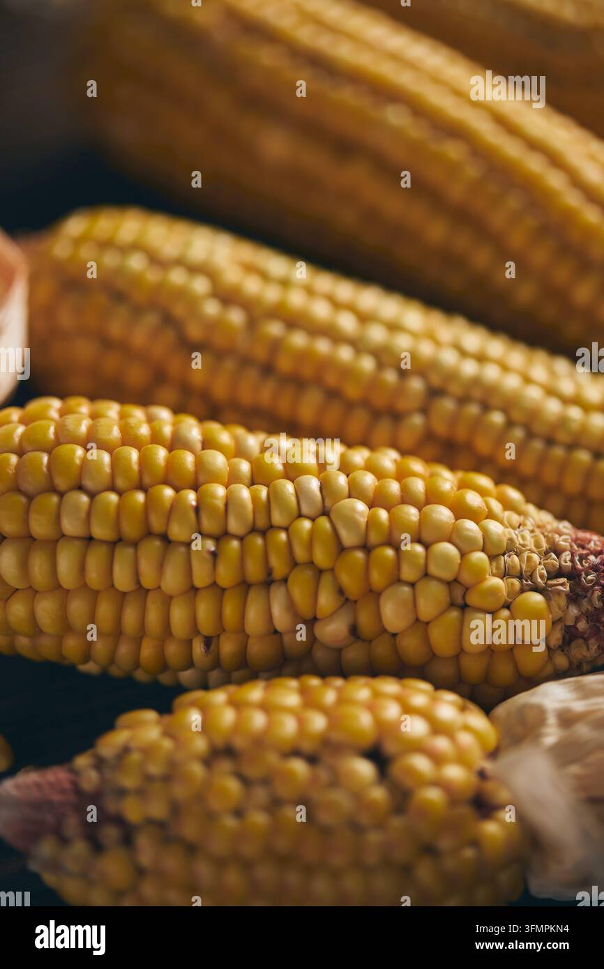 Close-up view of fresh corn cobs with glossy golden kernels, arranged ...