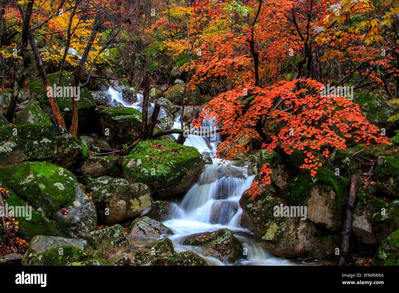 Waterfall leaves moss autumn hi-res stock photography and images - Alamy