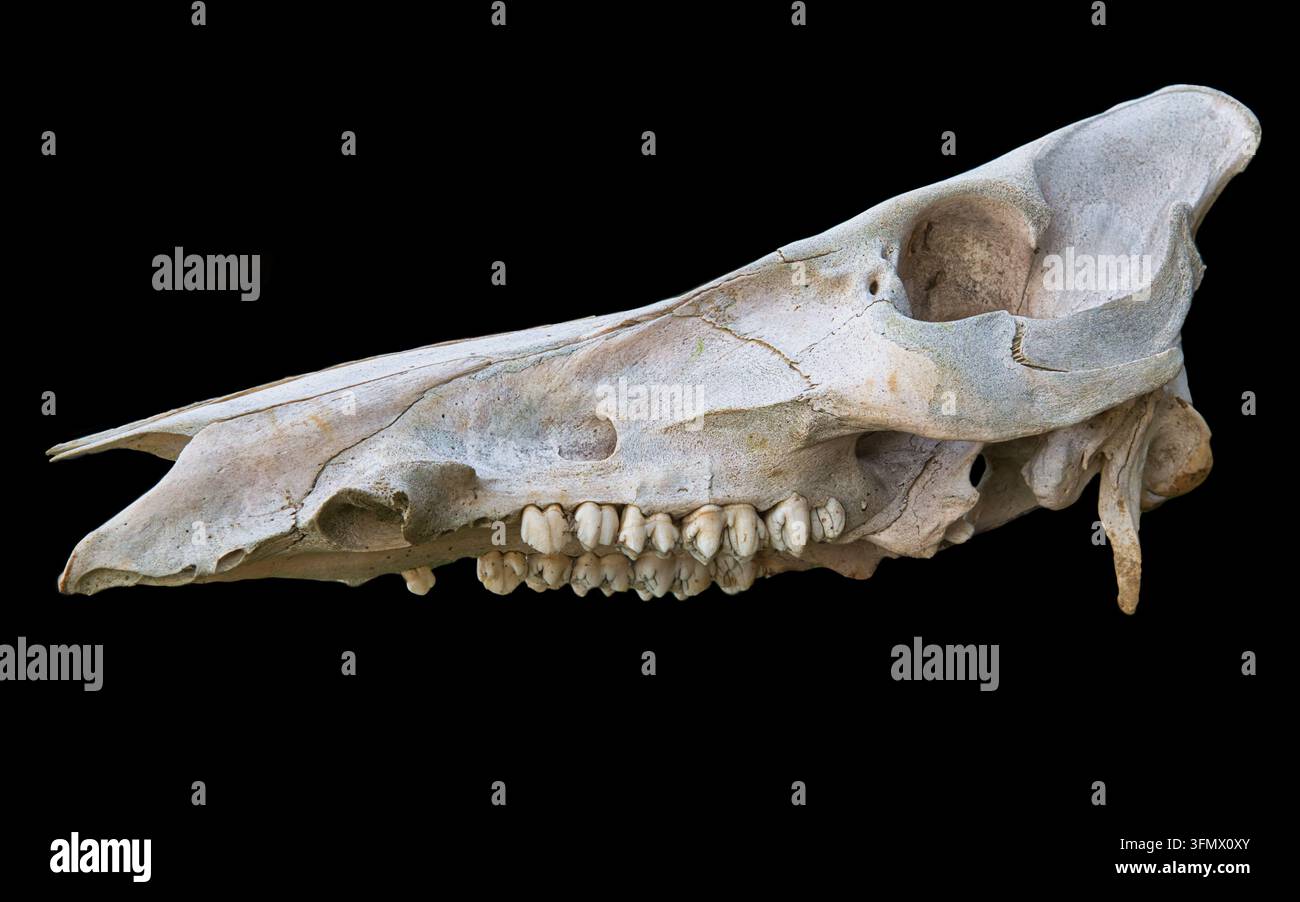 Weathered wild animal skull cranium hi-res stock photography and images ...