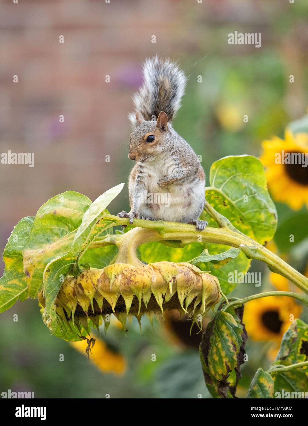 Squirrel hanging from giant sunflower eating the ripe sunflower seeds in an autumn garden - UK Stock Photo