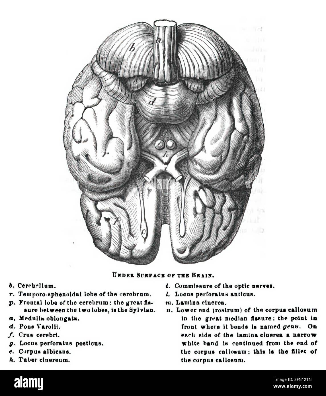 Medulla hi-res stock photography and images - Alamy