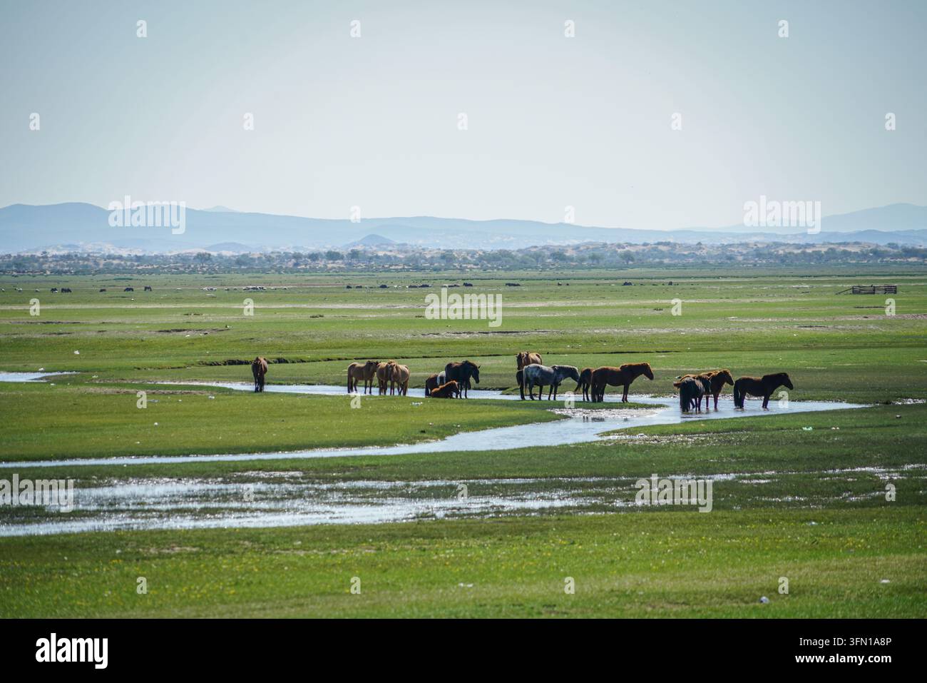 A herd of brown and grey Mongolian wild horses wade in a winding blue ...