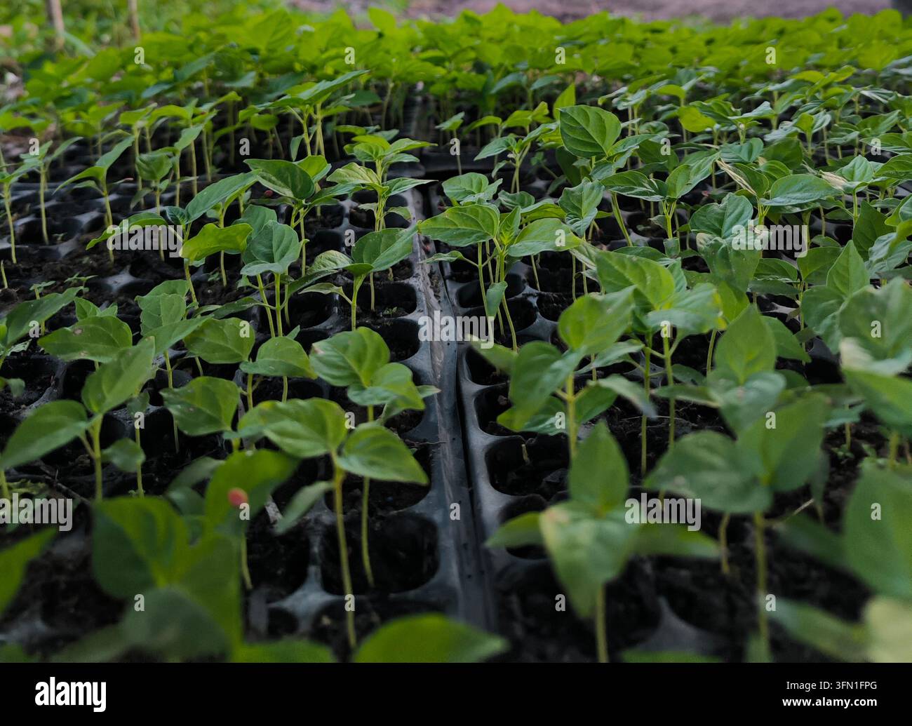 Green plant seedlings growing in propagation trays on an agricultural farm. - Smartphone Captured Stock Image
