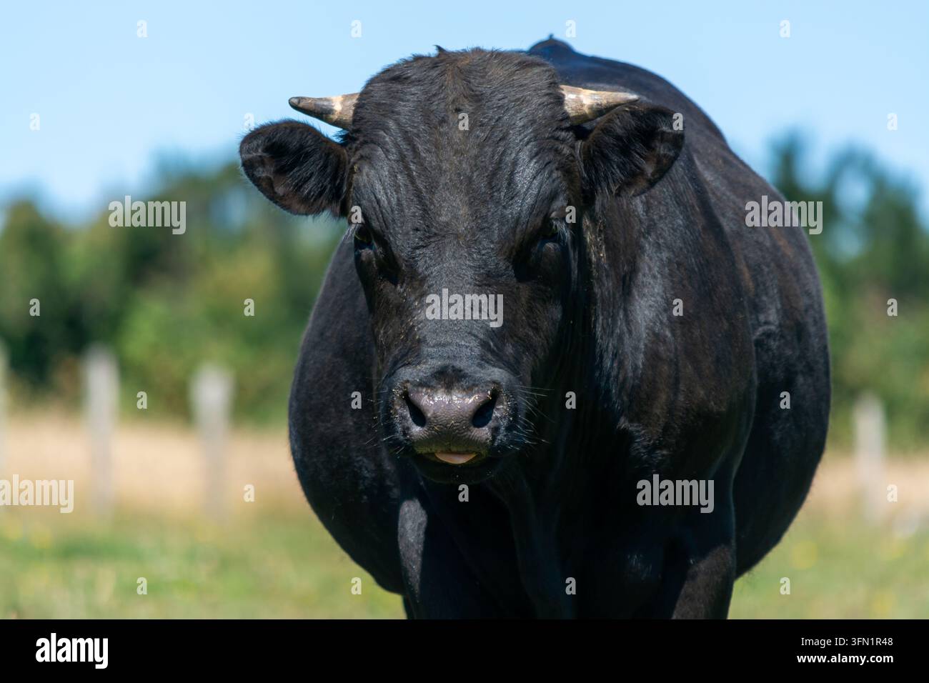 Front view portrait of a strong black bull in a rural pasture Stock Photo