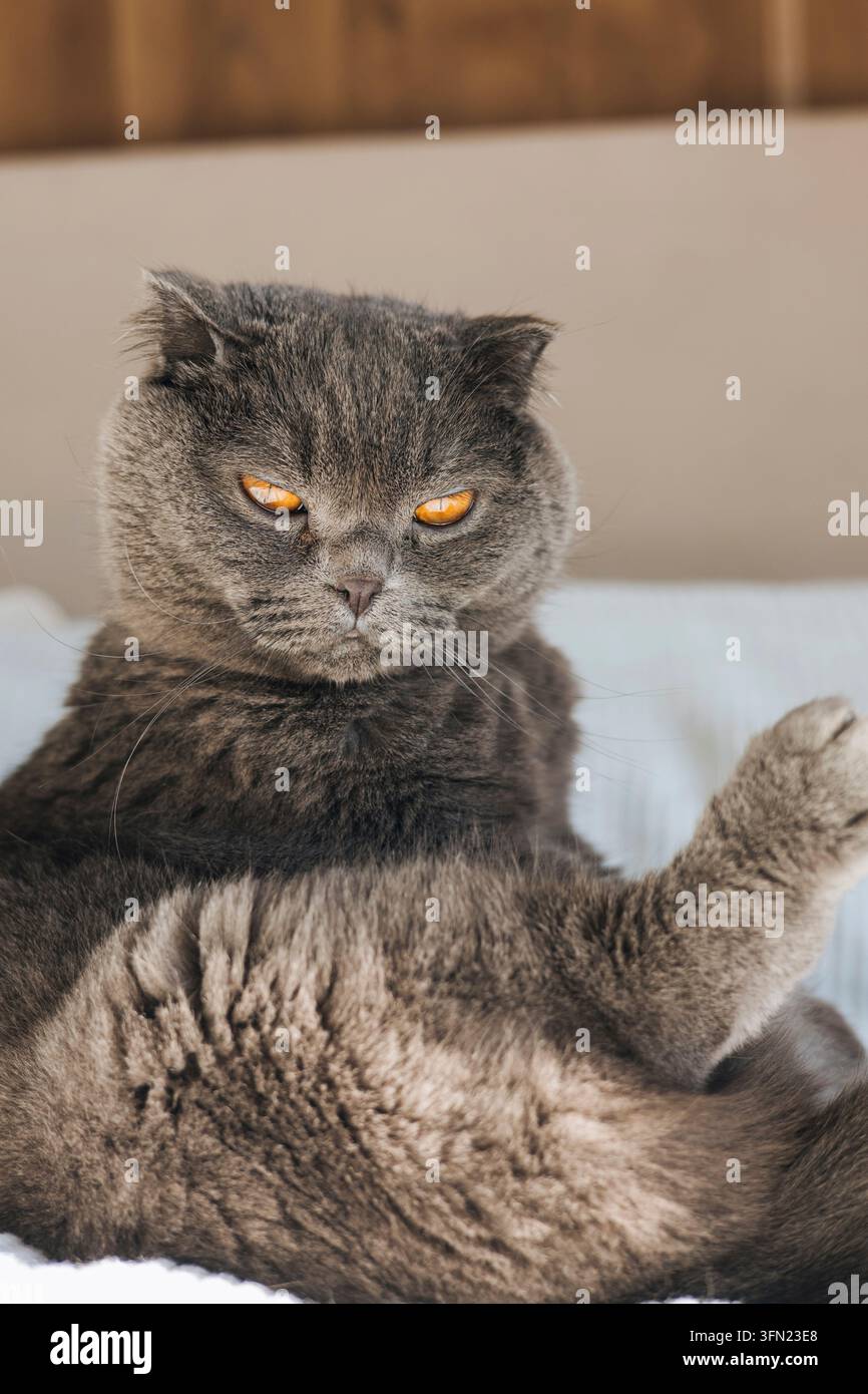 Grumpy Gray Scottish Fold Cat Relaxing on Bed Stock Photo