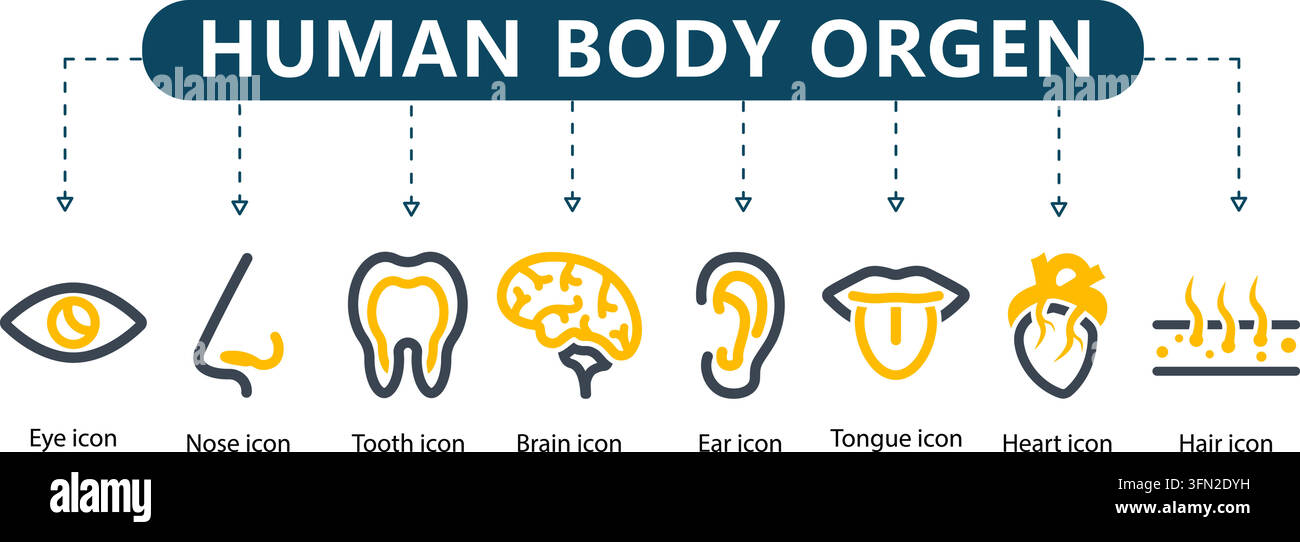 Human body organ vector infographic featuring central header and eight ...