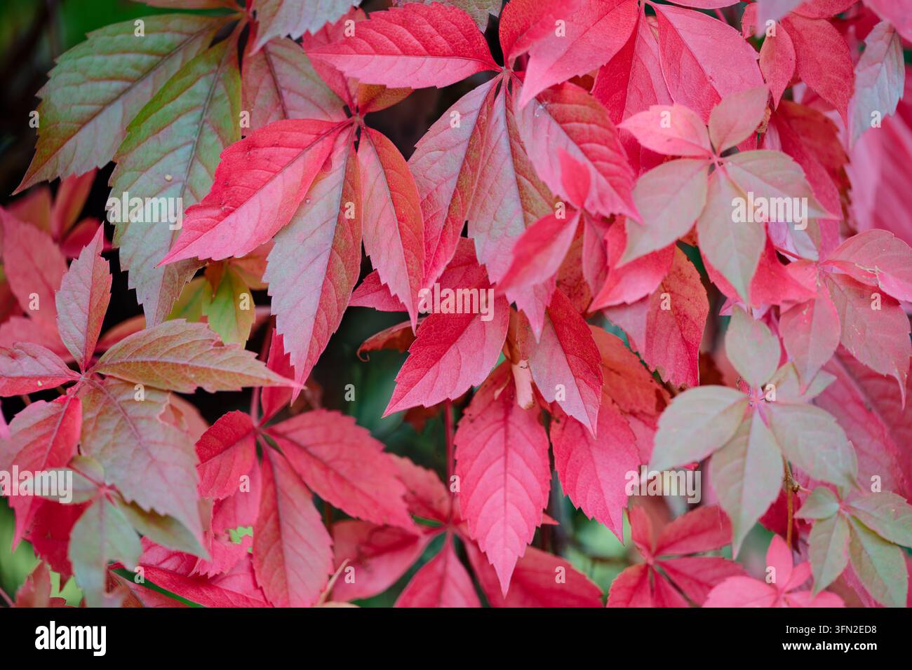 Heidelberg, Germany. 01st Oct, 2026. Leaves in autumn colors hang from ...