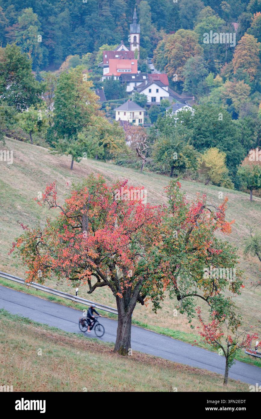 Heidelberg, Germany. 01st Oct, 2026. A cyclist rides past a tree with ...