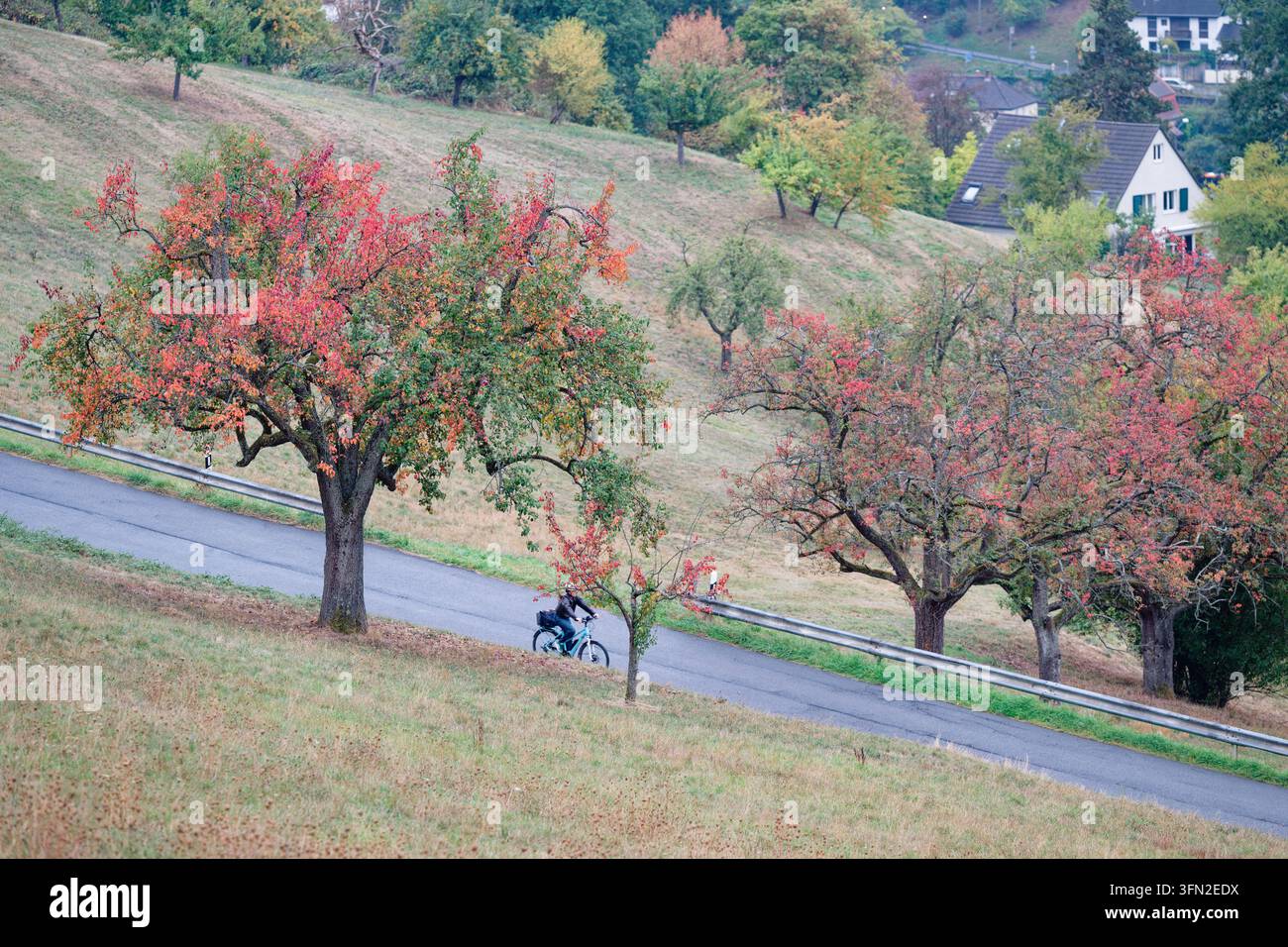 01 October 2026, Baden-Württemberg, Heidelberg: A cyclist rides past a ...