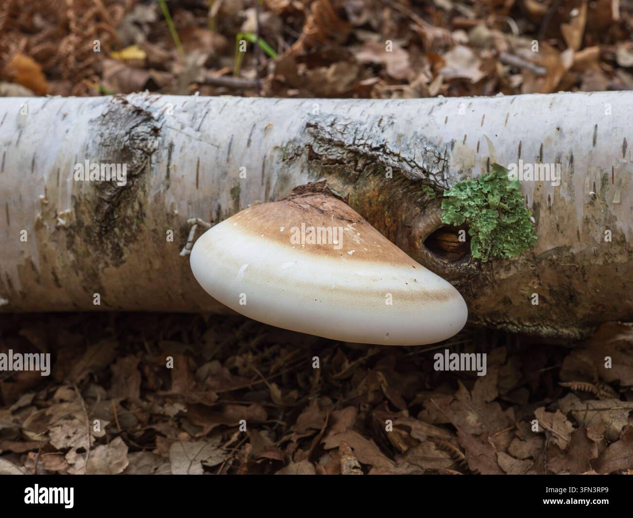 Birch Polypore Fungus on a Silver Birch Tree Stock Photo