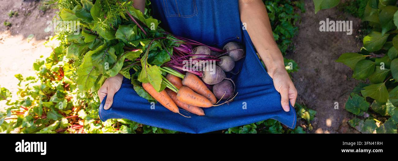 Farmer holding fresh harvest of beets and carrots in blue apron close up. Stock Photo