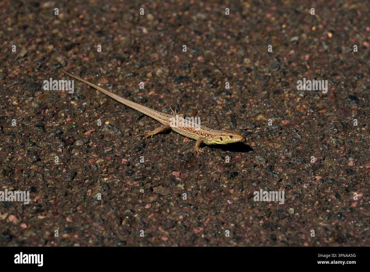 A small sand lizard is basking on the dark asphalt under the bright rays of the sun. Stock Photo