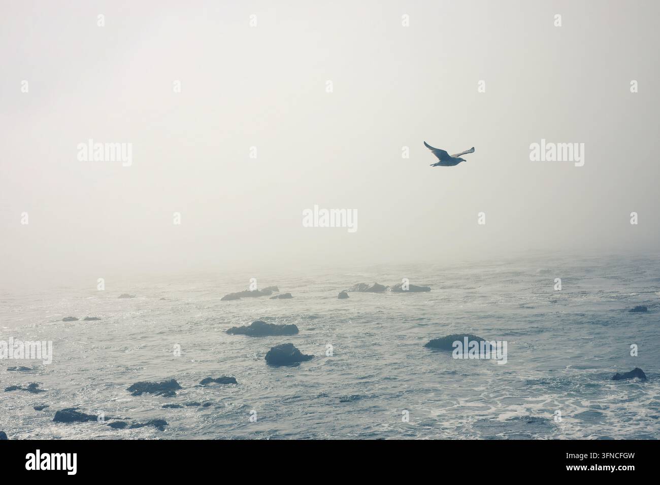 Lone Seabird Soaring Through Thick Coastal Fog Over Rocky Ocean Waters Stock Photo