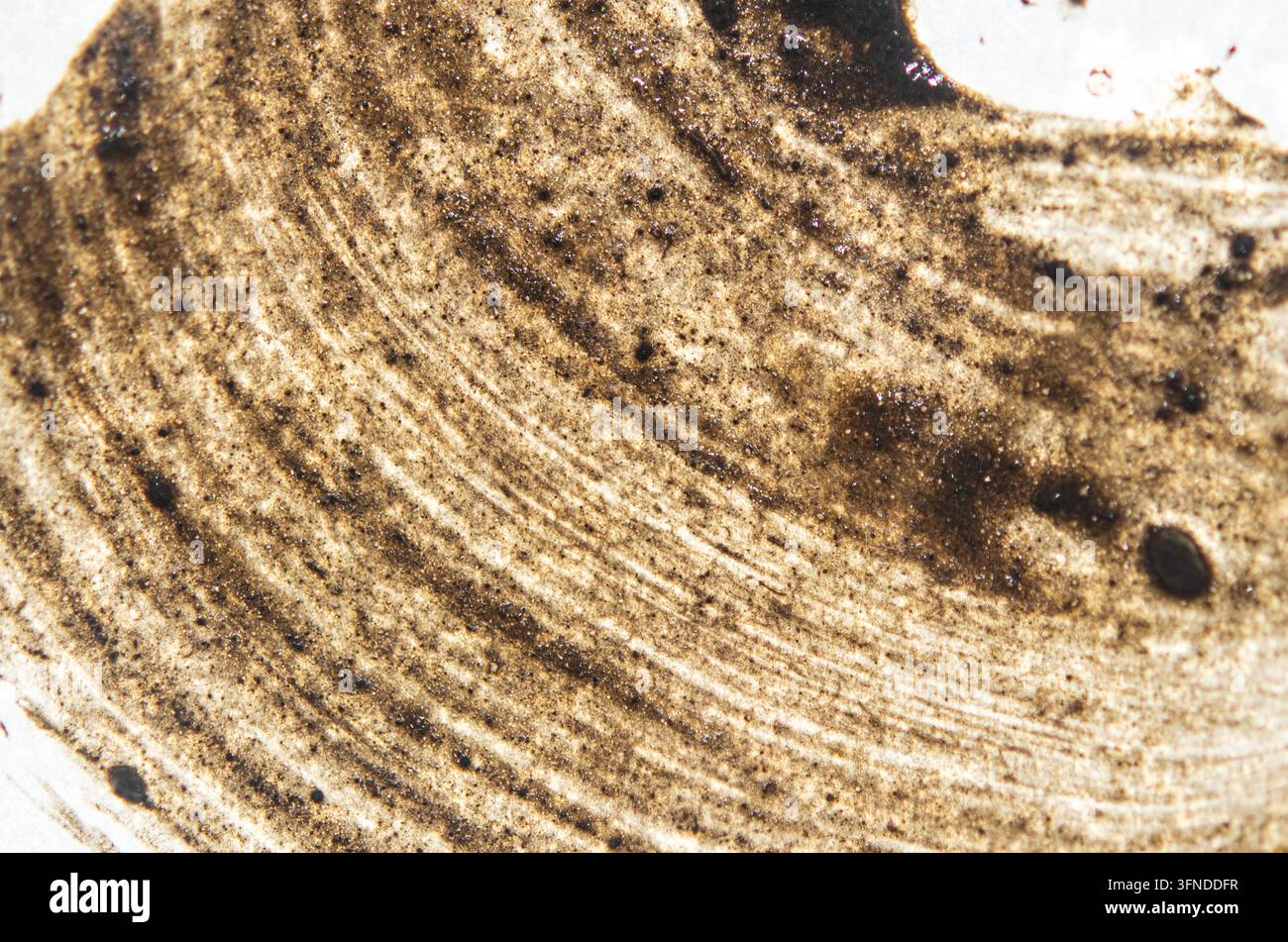 Mud texture as a background Stock Photo