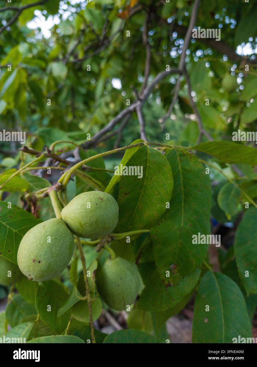 Unripe Green Walnuts Growing on Tree Branch with Leaves Stock Photo