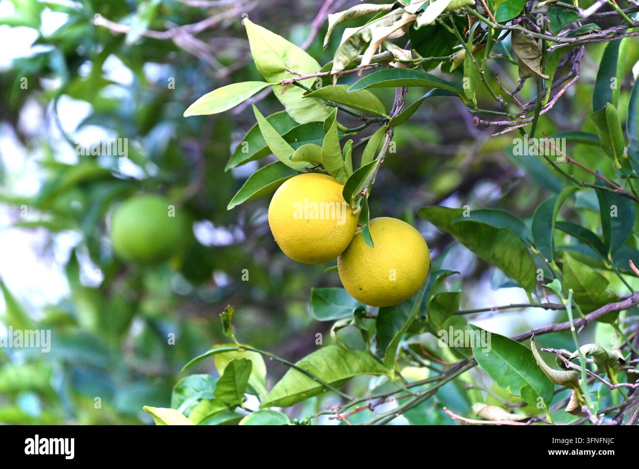 Static close up shot lush hi-res stock photography and images - Alamy