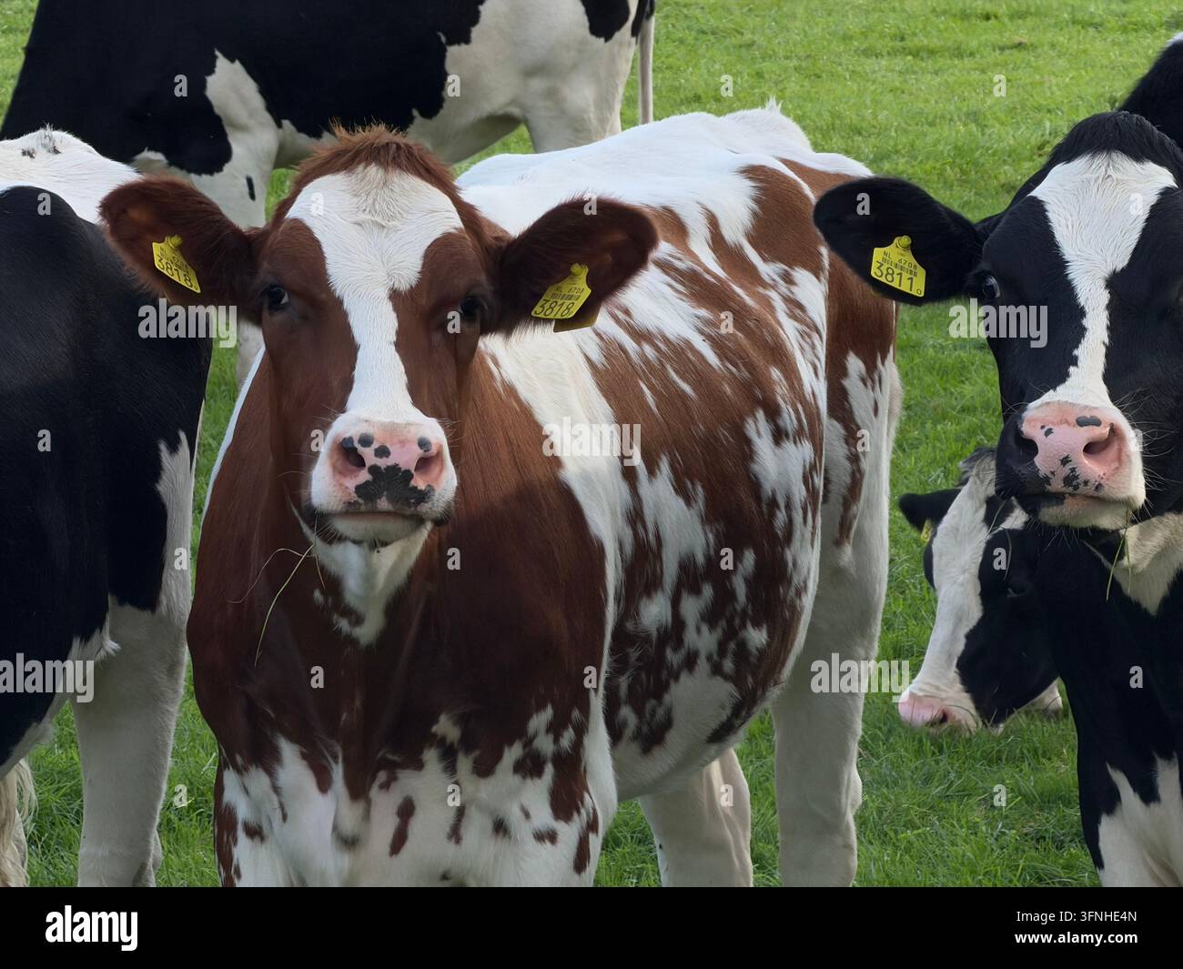 Close-up portrait of a brown and white cow standing among a herd in a green pasture - Smartphone Captured Stock Image