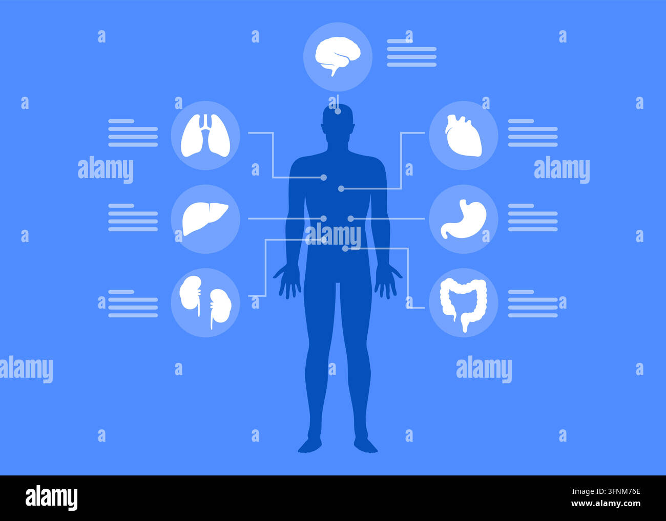 Human organs internal diagram, Body of human internal stock illustration Stock Vector Image ...