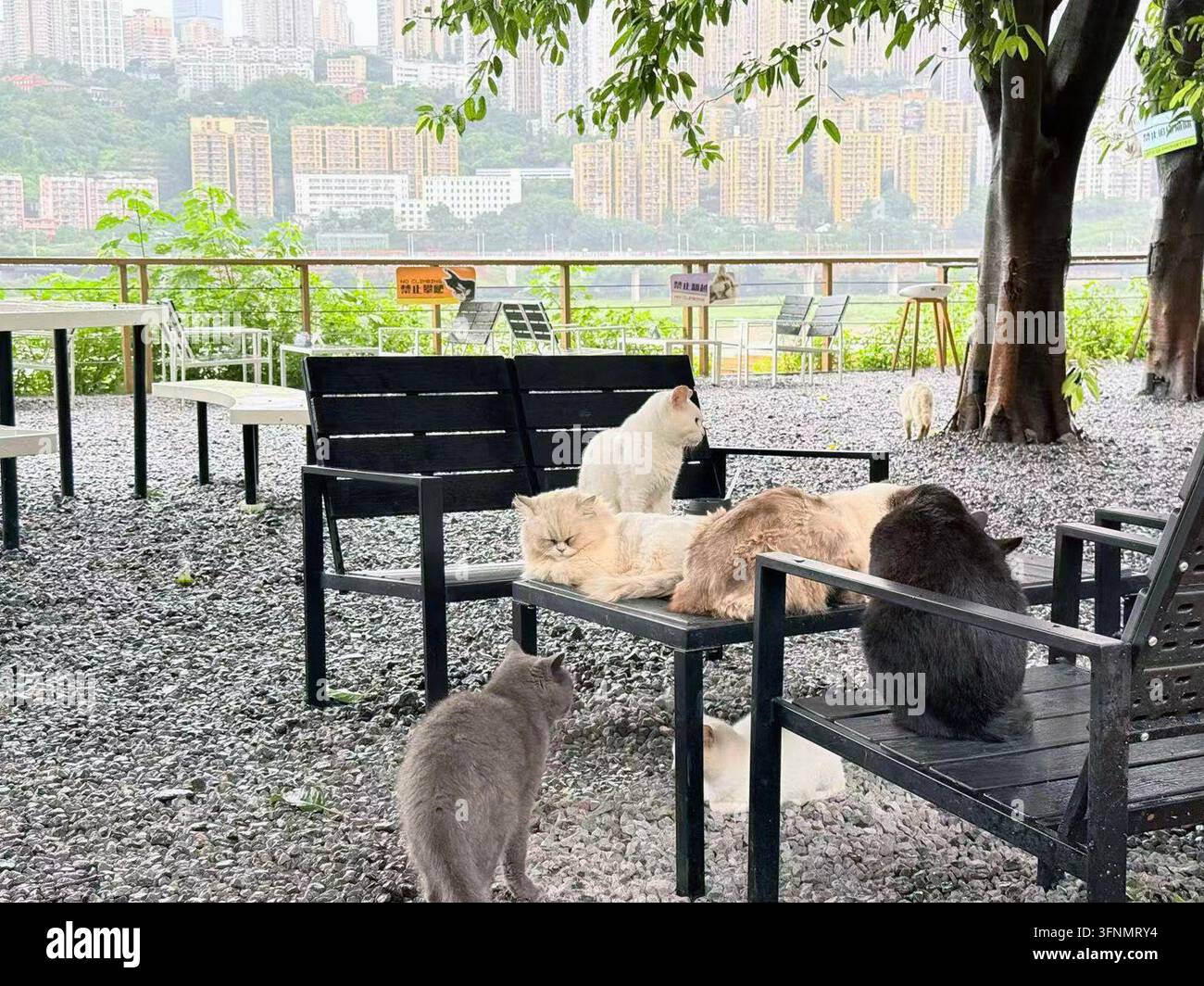  261004 CHONGQING Oct 4 2026 Xinhua Cats Are Seen At 
