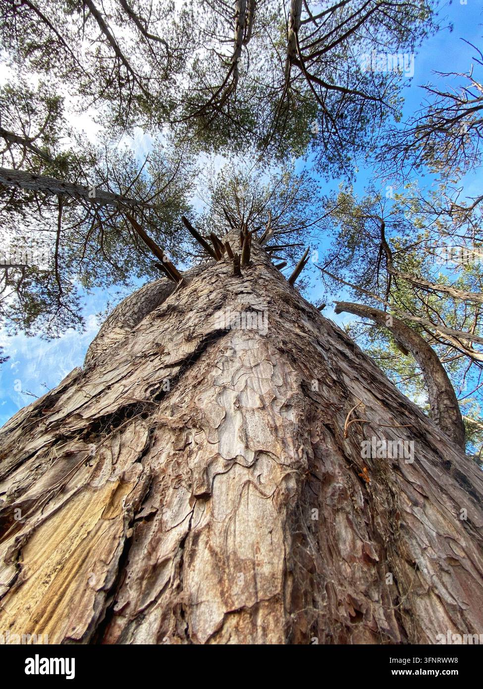 Pine Tree - Smartphone Captured Stock Image