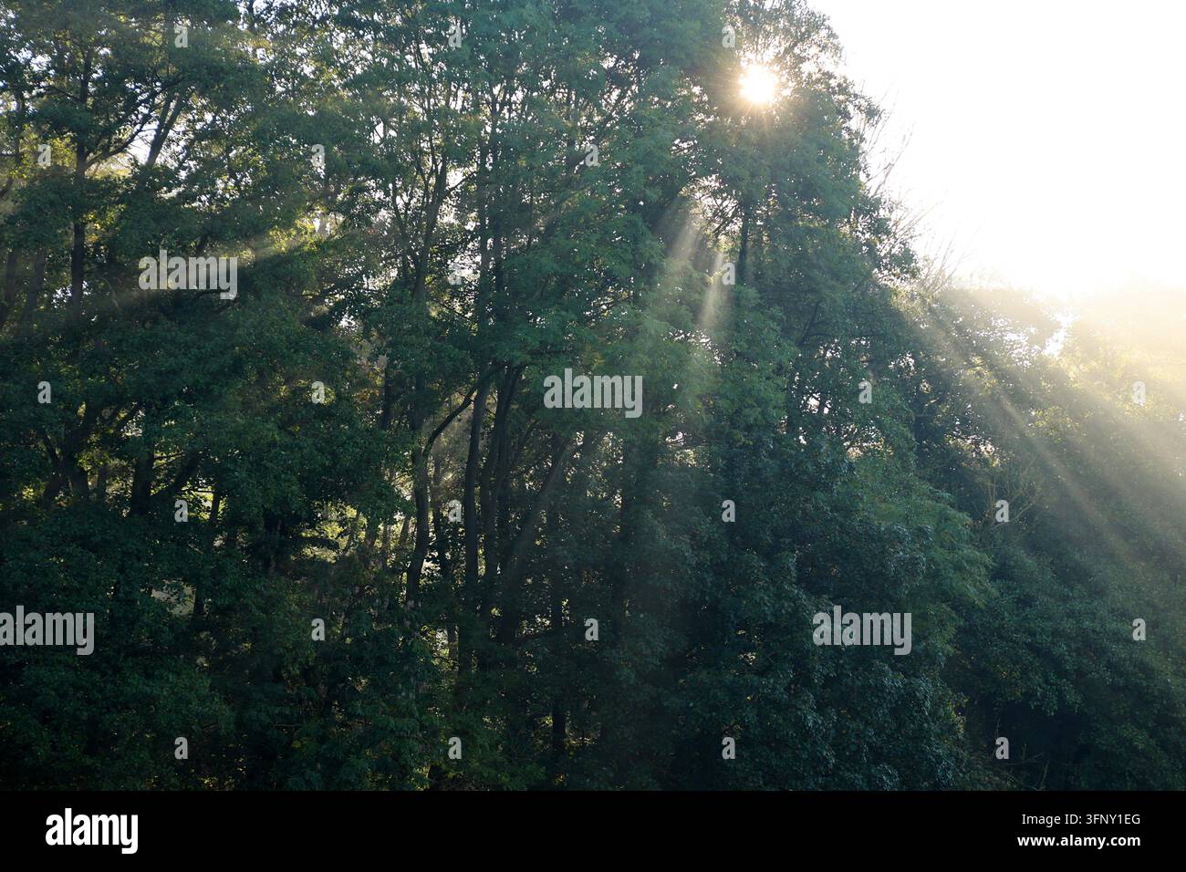 Sunlight Rays Nature Natur 05.10.2026, Ostramondra, die Sonne strahlt durch einen Baum, der ...