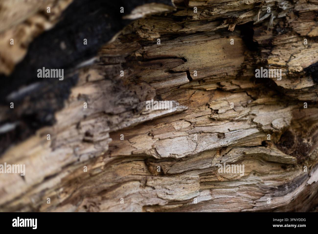 Close up shot texture of tree bark. High quality photo Stock Photo
