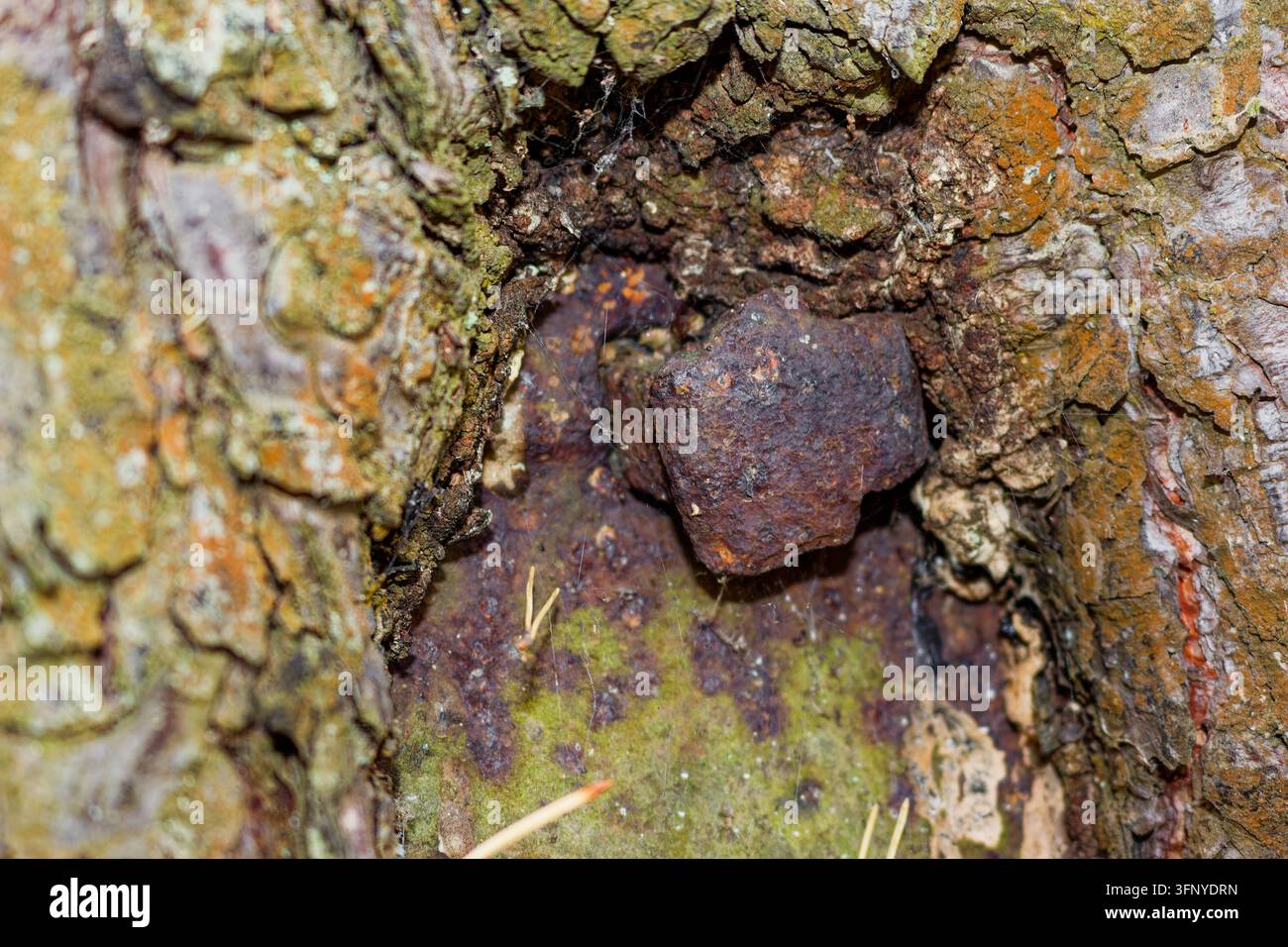 Ancient forged rusty nail deeply embedded and overgrown into the rough ...