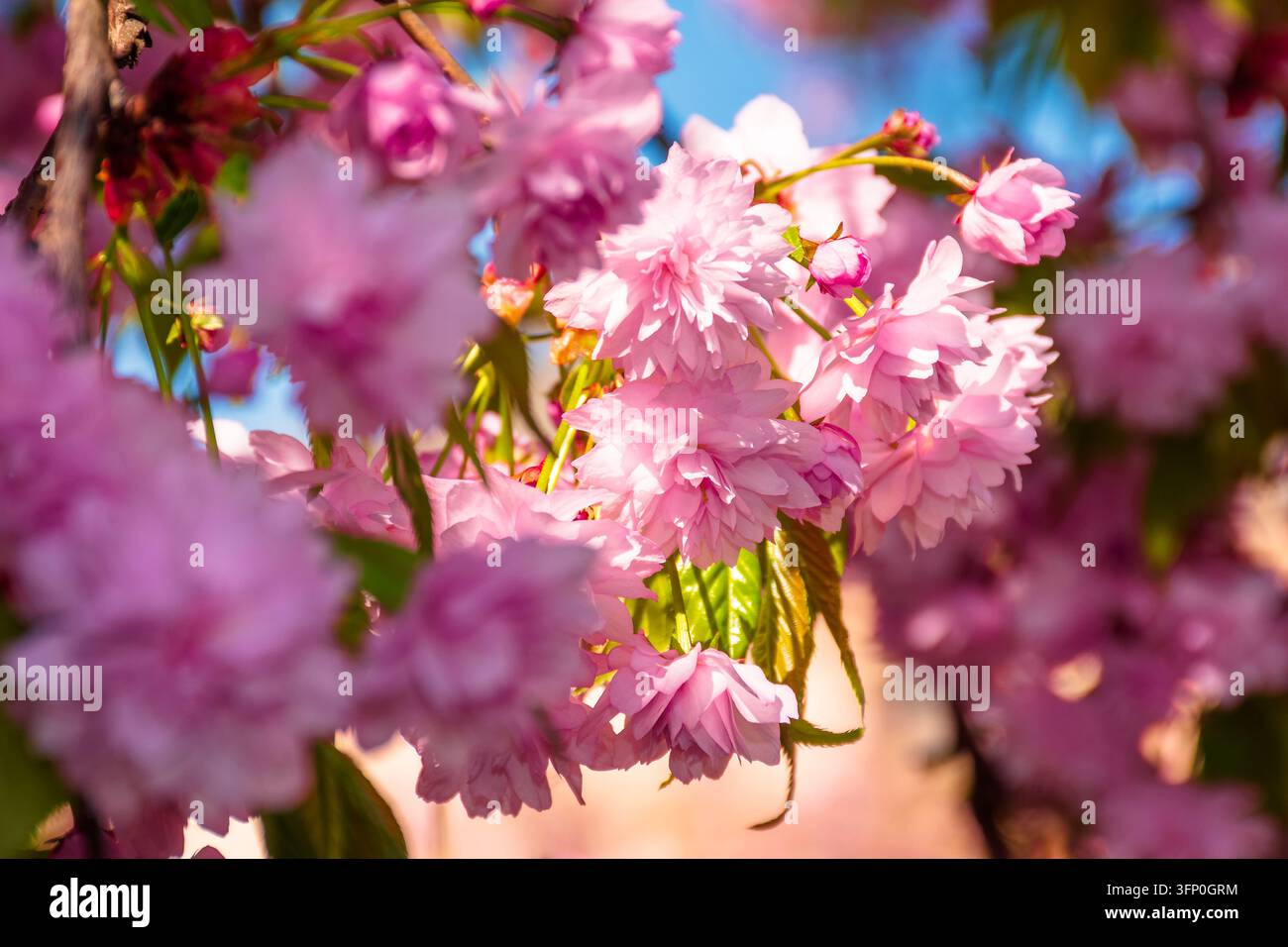 sakura tree blossom in springtime. tender pink flowers bathing in sunlight. warm april weather. beautiful japanese cherry garden or park background Stock Photo