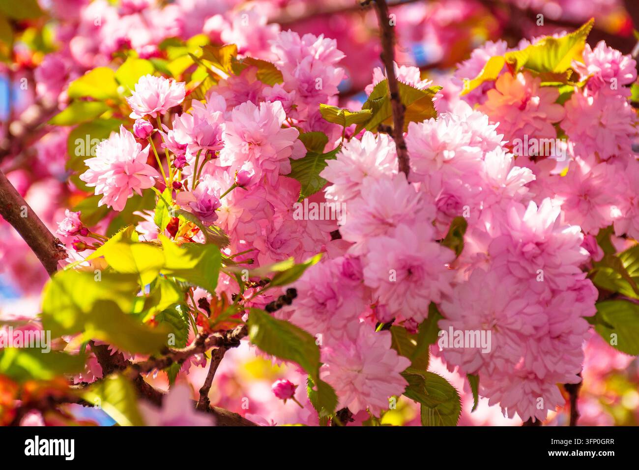 sakura tree blossom in springtime. tender pink flowers bathing in sunlight. warm april weather. beautiful japanese cherry garden or park background Stock Photo