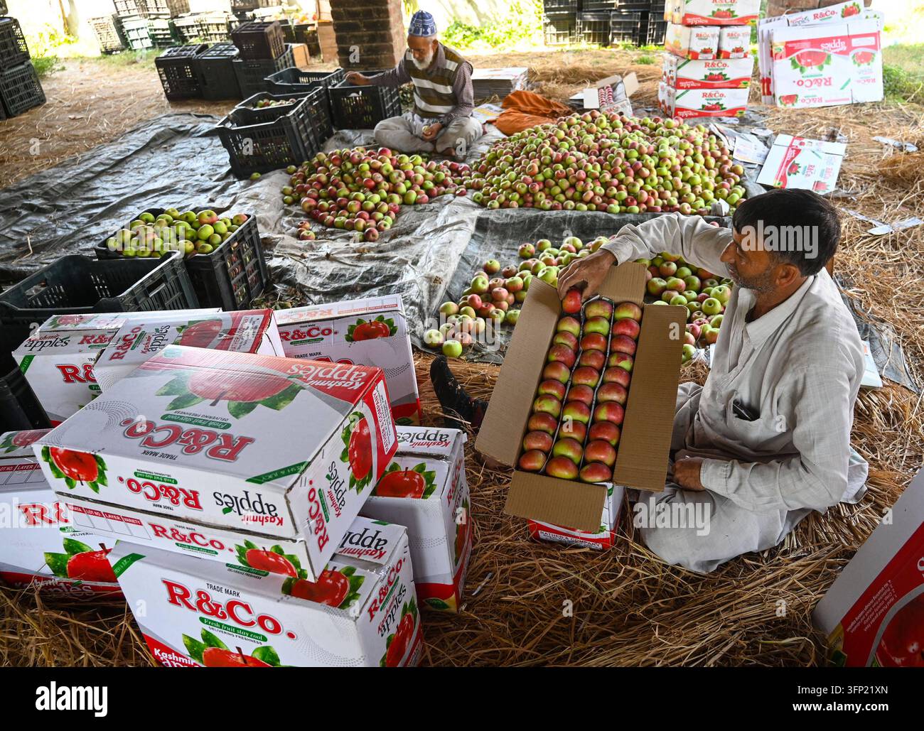 Box File Preview SRINAGAR, INDIA - OCTOBER 5: Farmers and labours fills boxes with ...