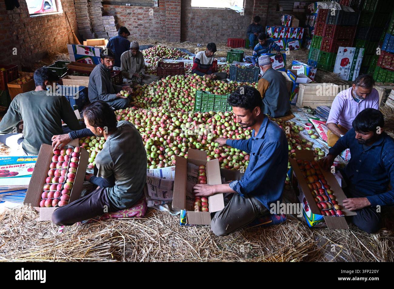 Box File Preview SRINAGAR, INDIA - OCTOBER 5: Farmers and labours fills boxes with ...
