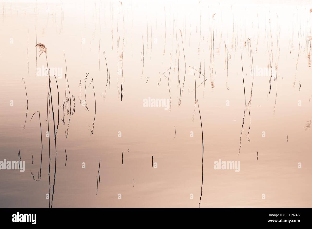View of reeds in the calm water of Kaisma jarv in Parnu maakond ...