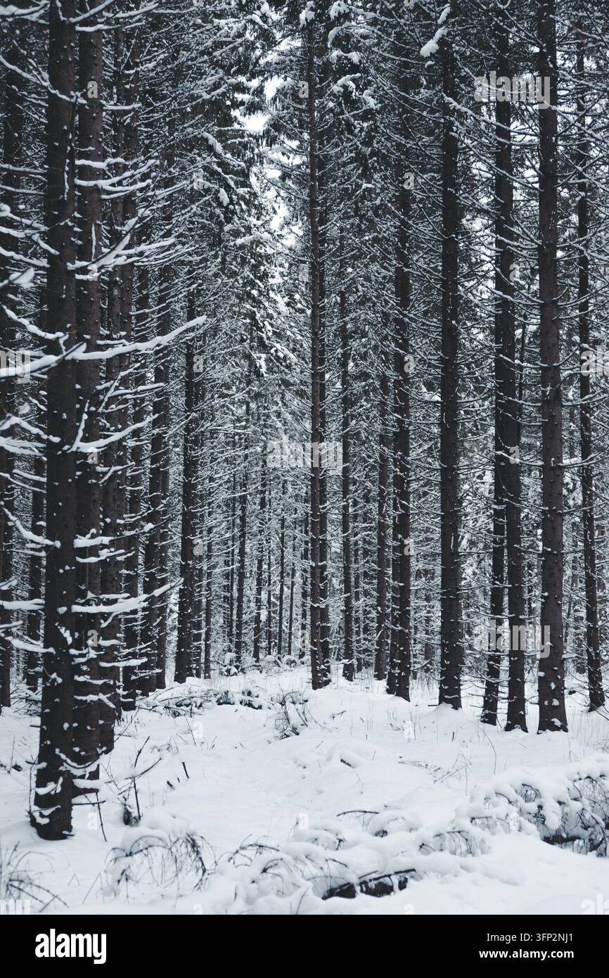 Vector Viewpoint Example View of a dense pine forest covered in deep snow during winter in Norra ...