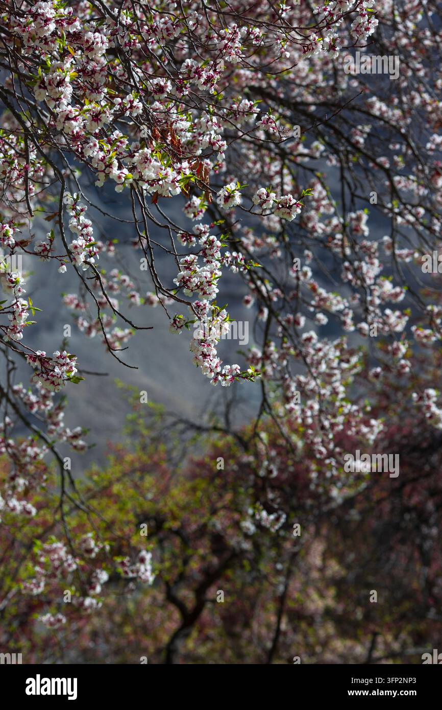 Vector Viewpoint Example View of delicate white and pink apricot blossoms blooming on tree ...
