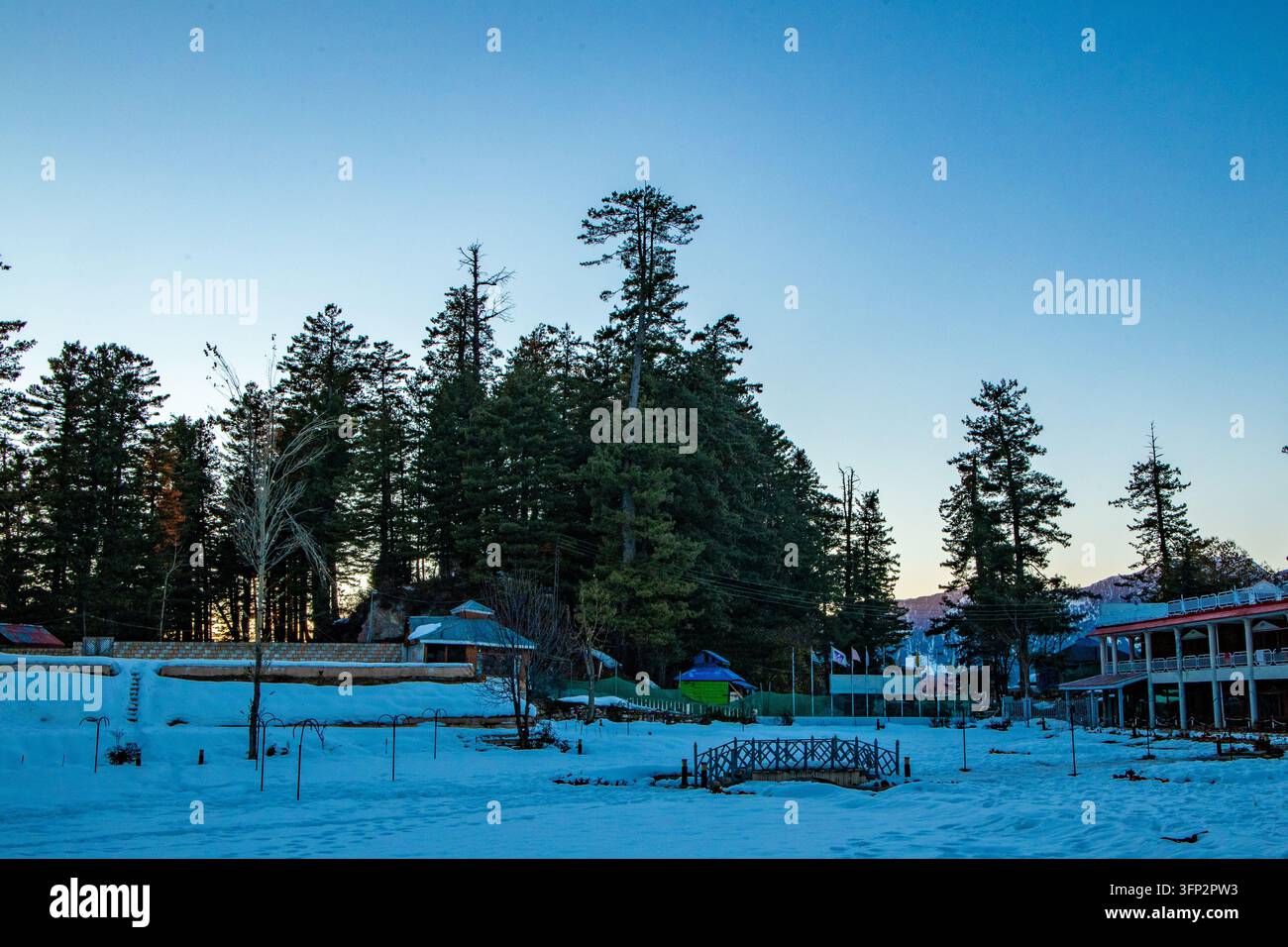 Vector Viewpoint Example View of the snow-covered landscape of Shogran surrounded by tall pine ...