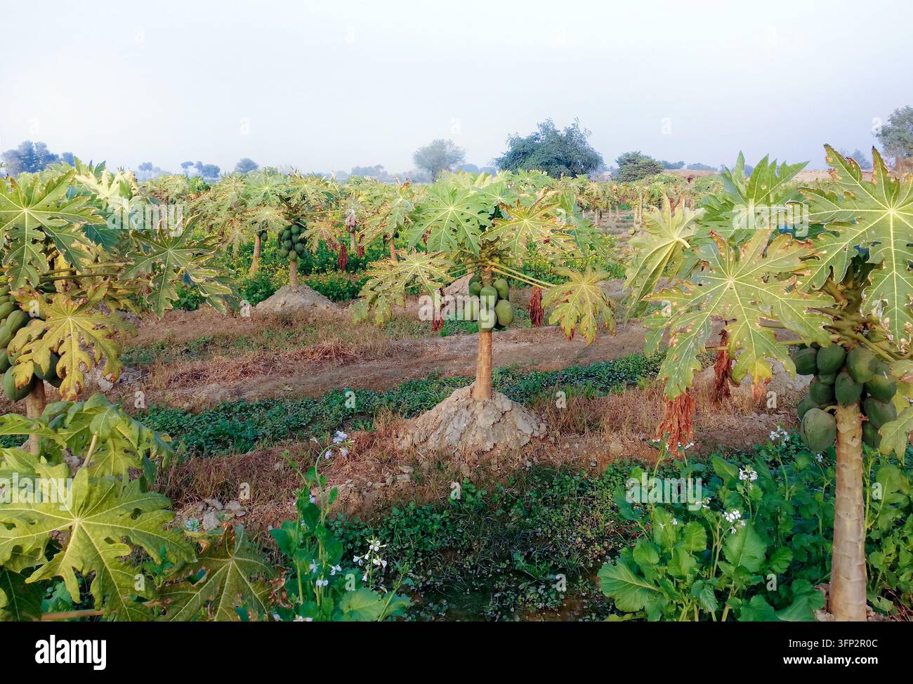 Vector Viewpoint Example View of a papaya orchard with green trees laden with ripening fruit in ...