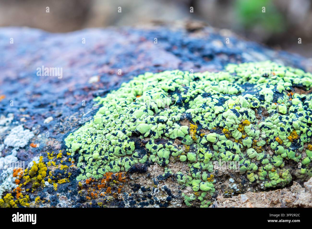 Vector Viewpoint Example View of vibrant green, yellow, and black lichen growing on a textured ...
