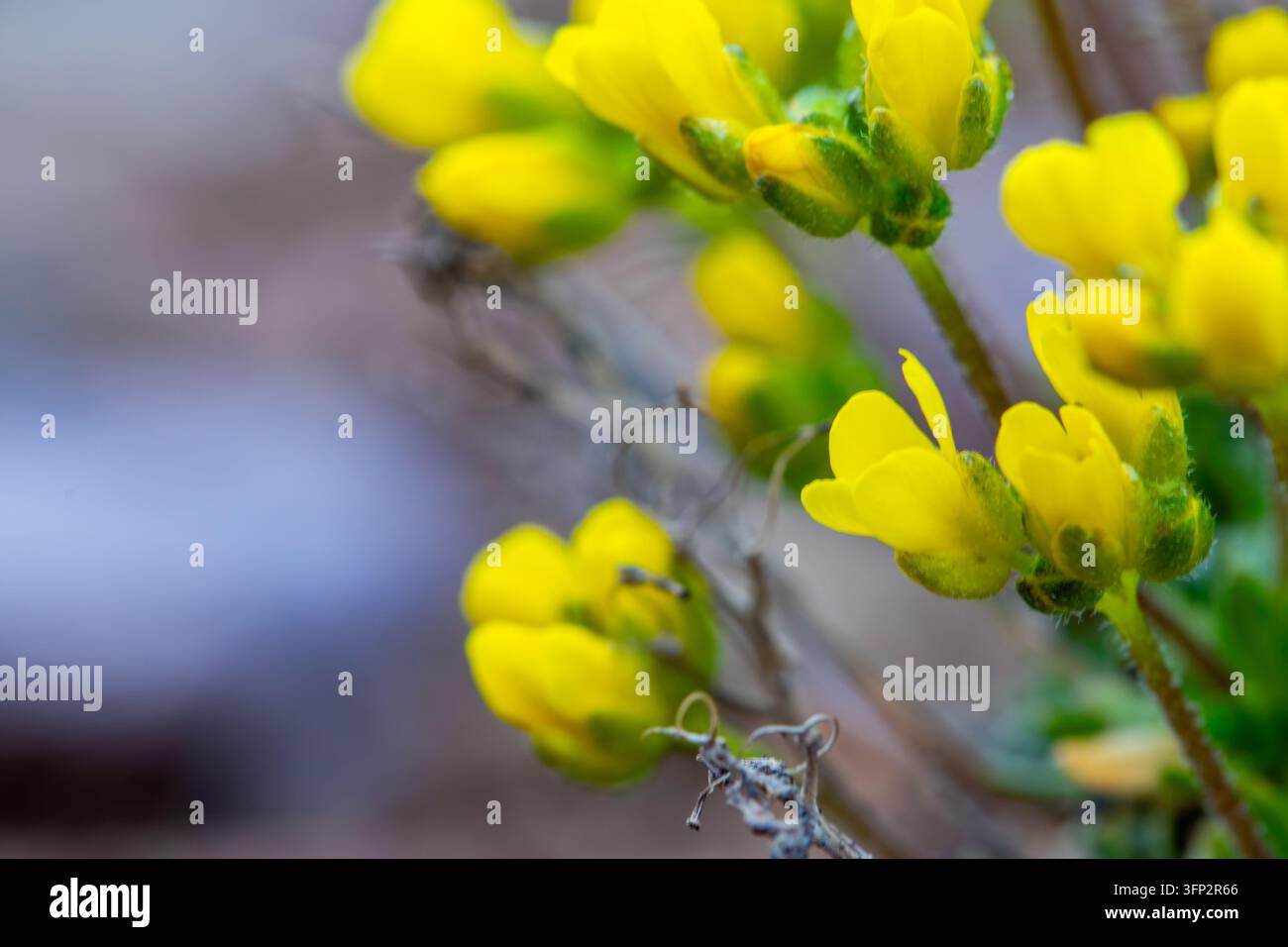 Vector Viewpoint Example View of yellow wildflowers blooming in Deosai National Park, Skardu ...