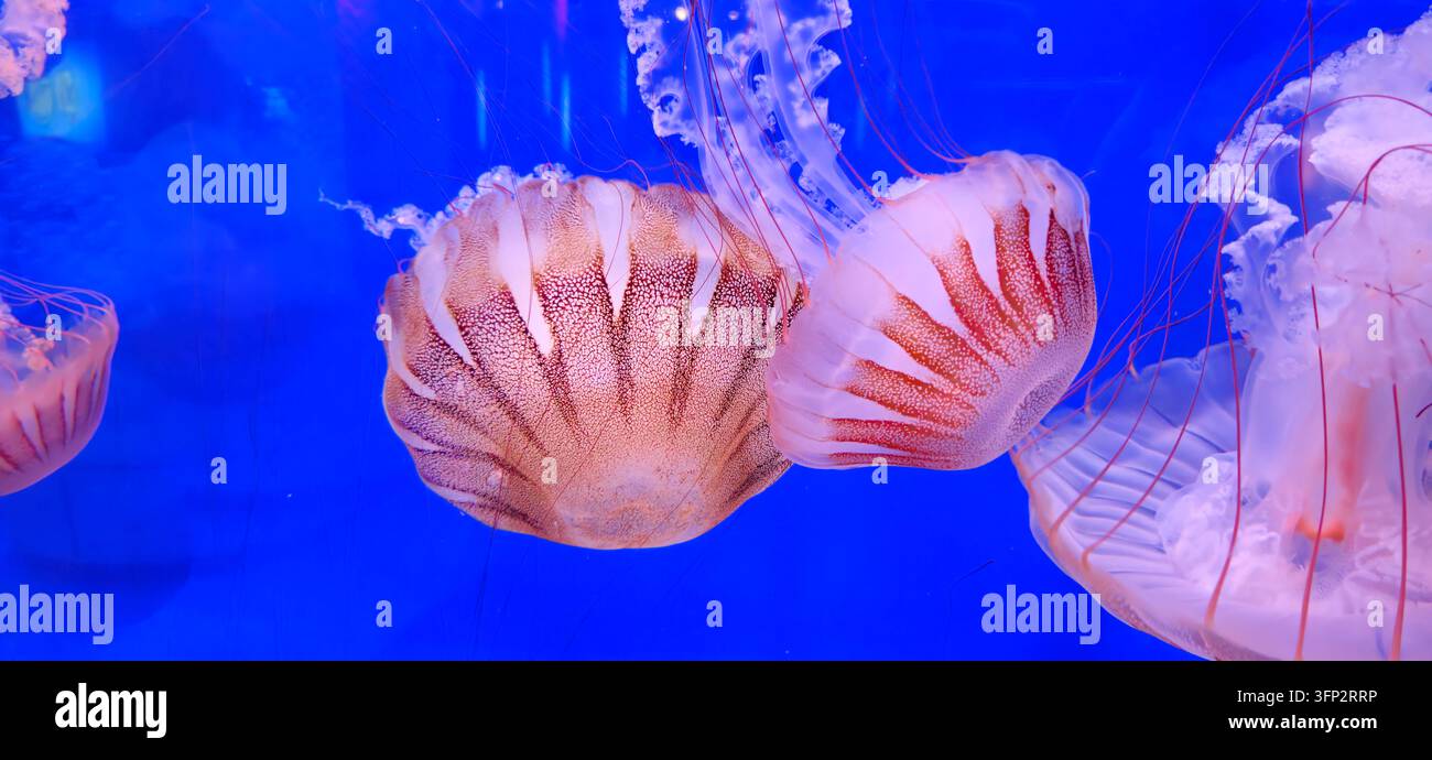 Pac Vector View of Pacific sea nettle jellyfish with long tentacles and reddish ...