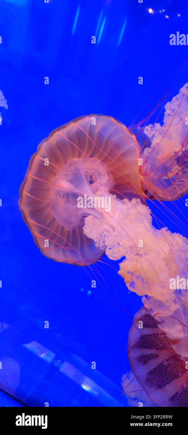 Pac Vector View of Pacific sea nettle jellyfish with long trailing tentacles and ...
