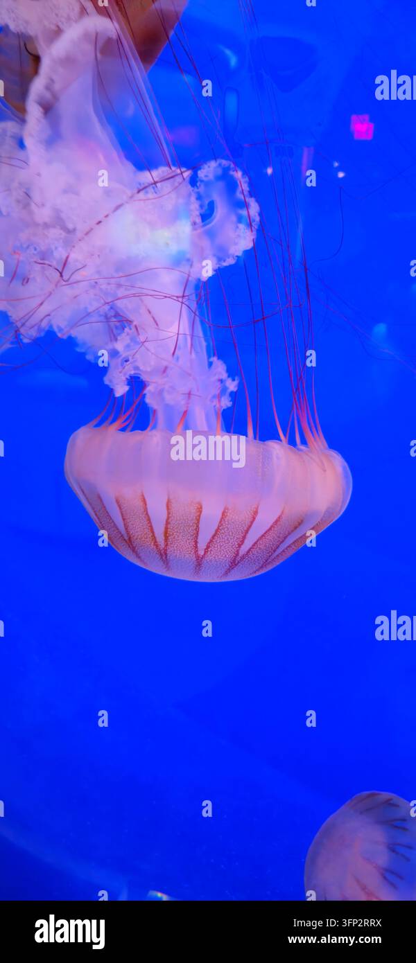 Pac Vector View of a Pacific sea nettle jellyfish with long flowing tentacles and ...